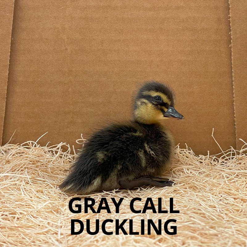Buy sexed live Blue Call duckling day-old
