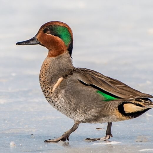Green Winged Teal Duck