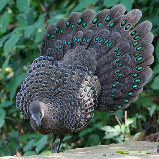 Grey Peacock Pheasants