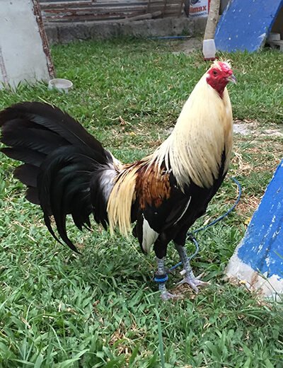 GreyBlades Game Roosters for Sale