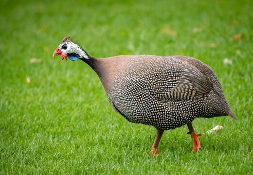 Buy Guineas Fowl For Sale