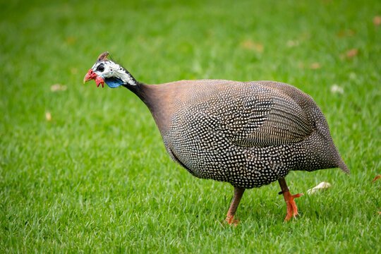 Buy Guineas Fowl For Sale