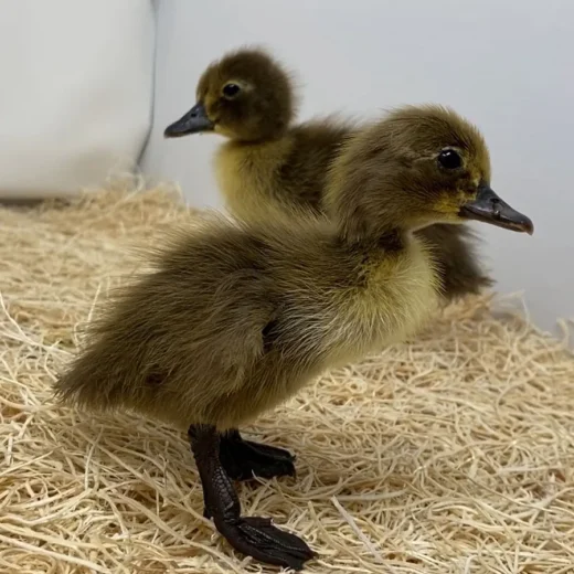 Buy live Khaki Campbell day-old ducklings online