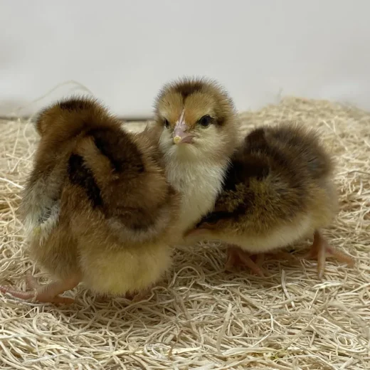 speckled sussex chicks for sale