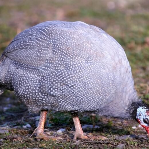 Hatchery Guinea fowl