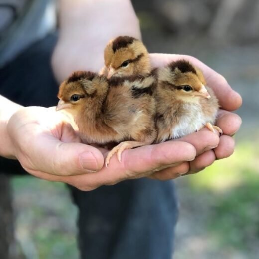 welsummer chicken chicks for sale