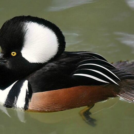 Hooded Merganser Duck