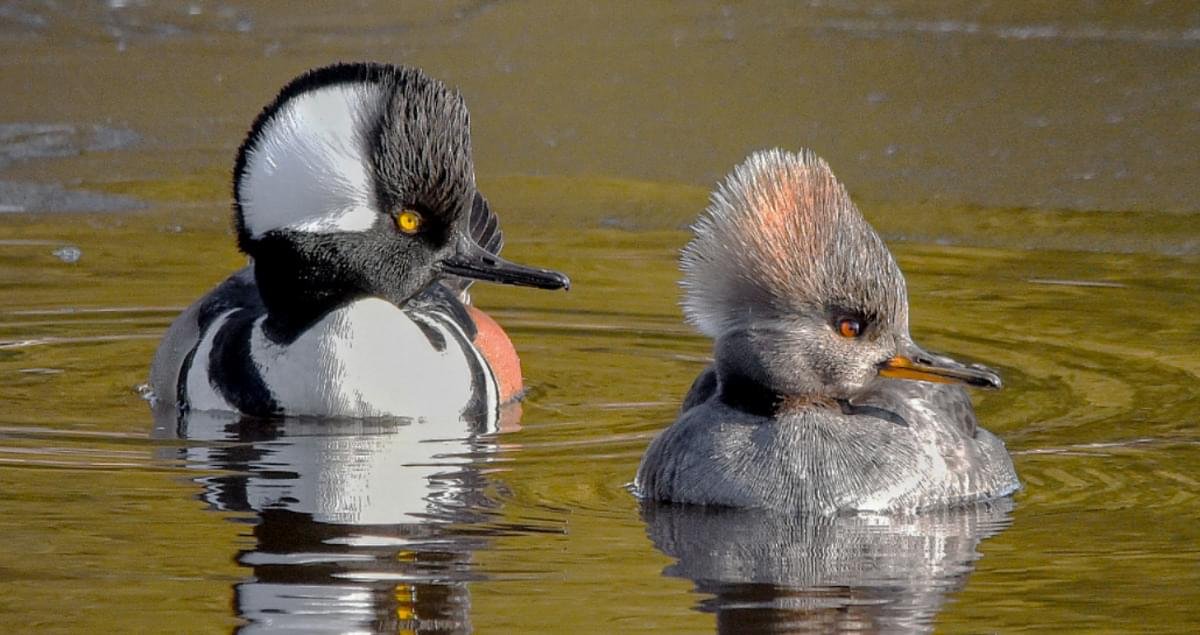 Hooded Merganser Duck - Image 2