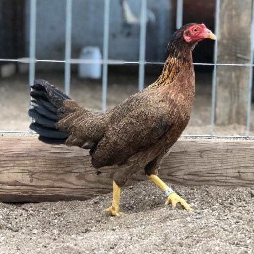 cobra asil hen for sale