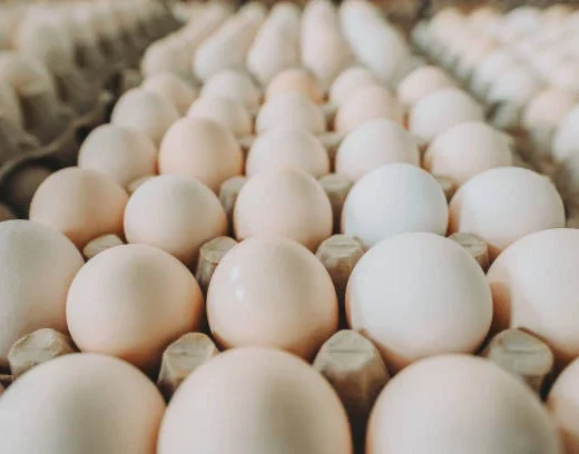 Buy fertile Splash White Crested Polish hatching eggs online