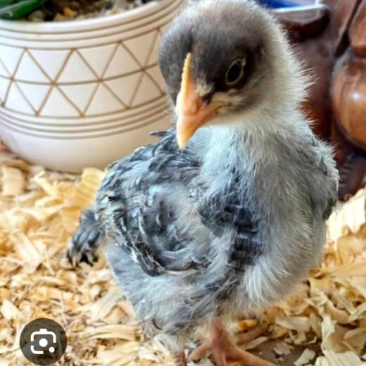 sapphire gem chicken for sale