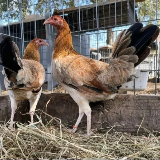 Boston Roundhead gamefowl hens for sale