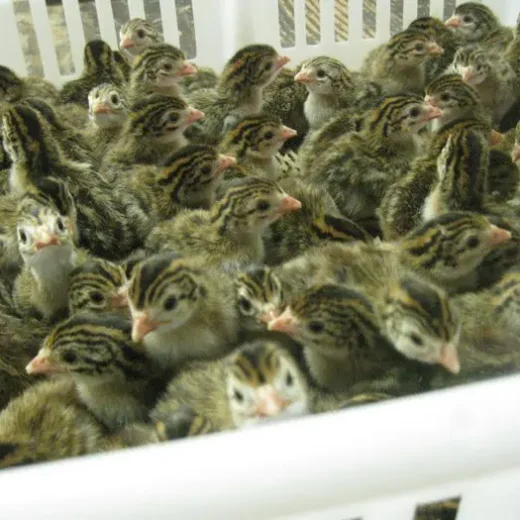 French Pearl Guinea Keets for Sale