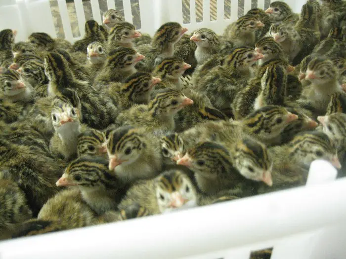 French Pearl Guinea Keets for Sale