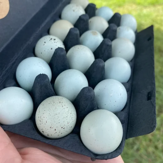 fertile Celadon Coturnix quail hatching eggs online