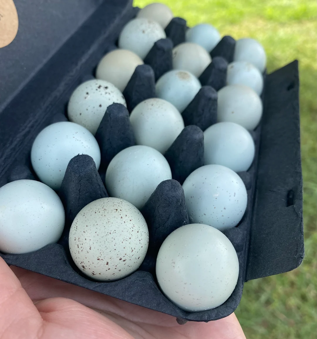 fertile Celadon Coturnix quail hatching eggs online