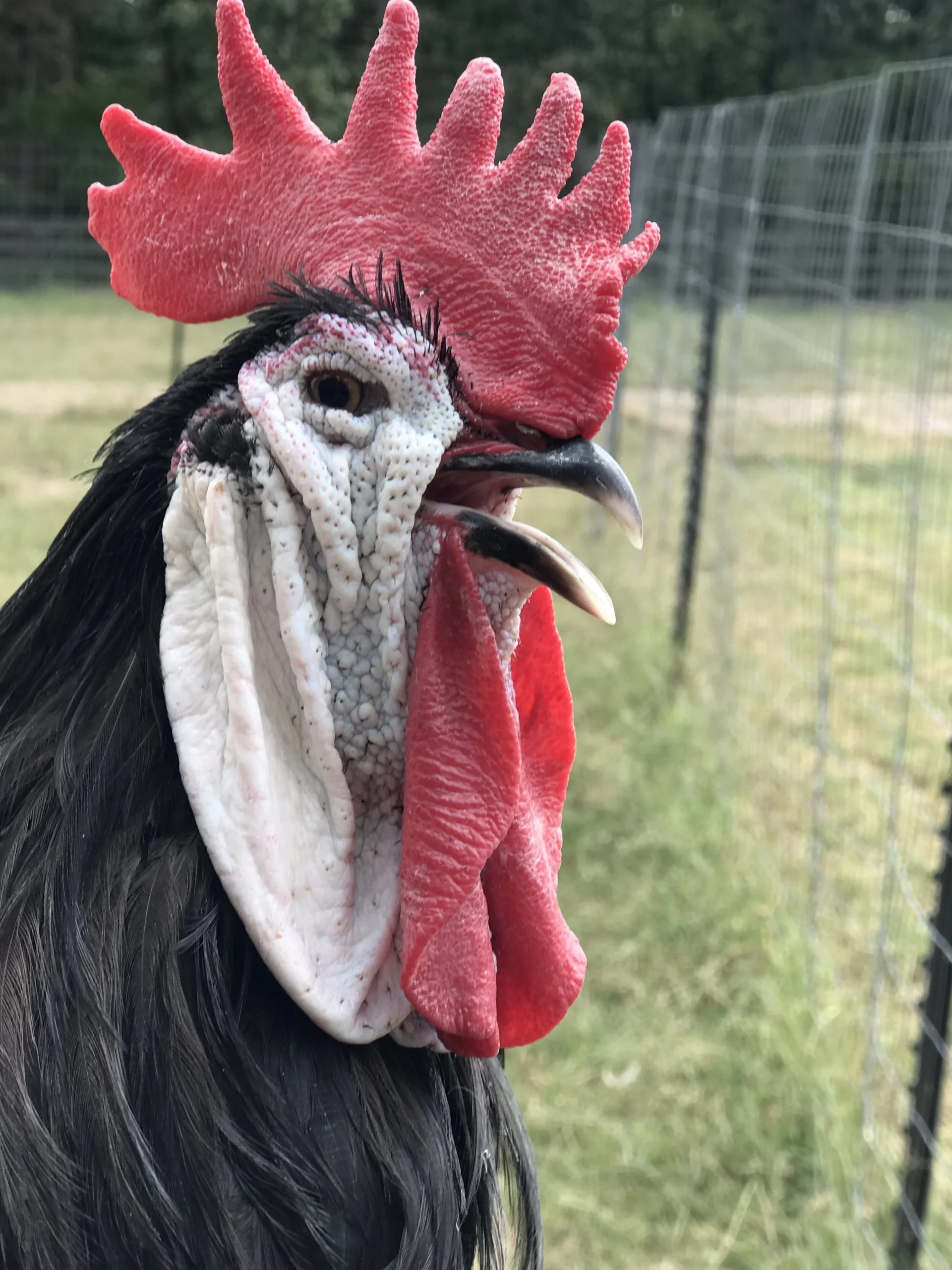 purebred White-Faced Black Spanish gamefowl roosters - Image 3