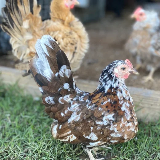 Buy purebred American Serama hens online