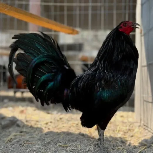 Buy purebred Sid Taylor gamefowl roosters online