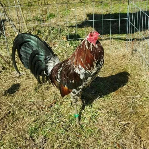 Buy purebred Spangle gamefowl cocks