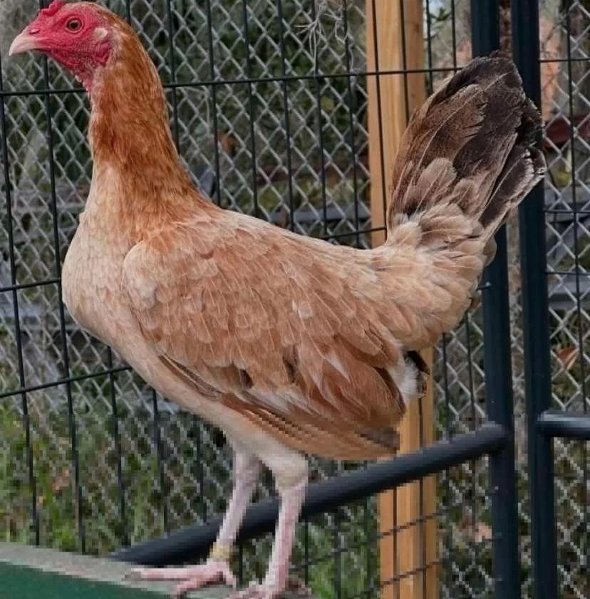 Boston Roundhead gamefowl hens for sale - Image 2