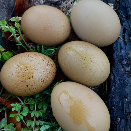 fertile Fern Egger hatching eggs online