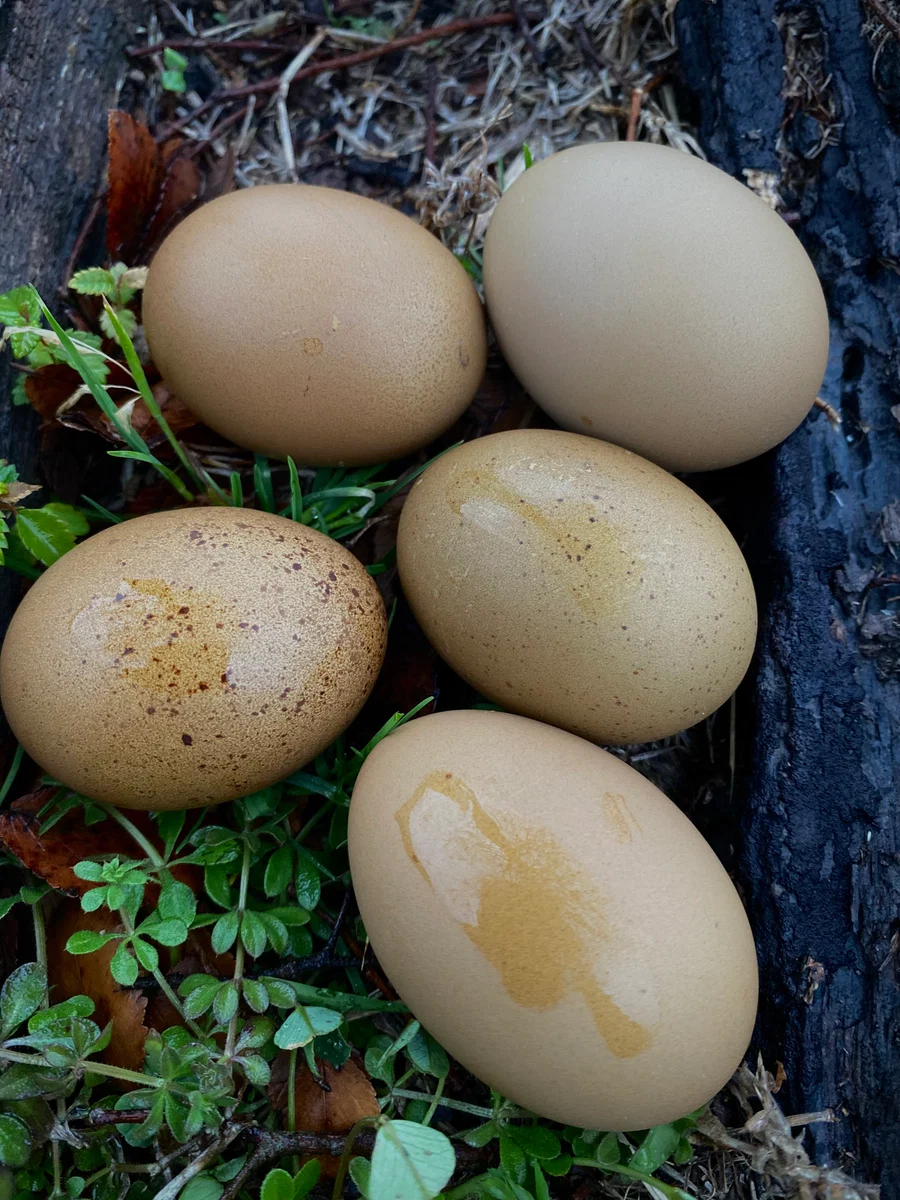 fertile Fern Egger hatching eggs online