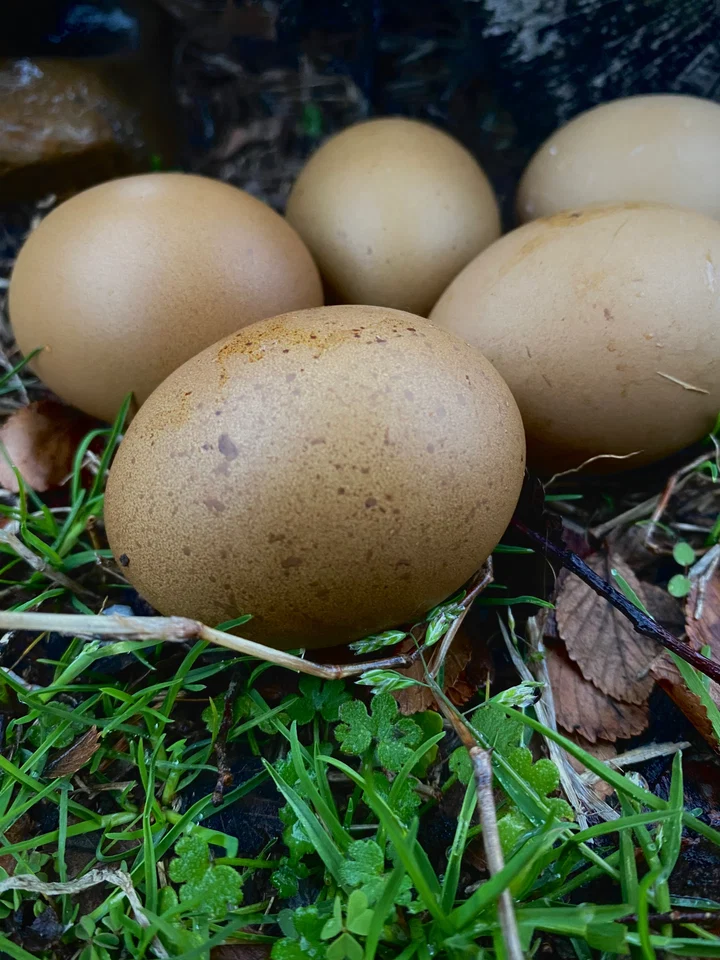 fertile Fern Egger hatching eggs online - Image 3