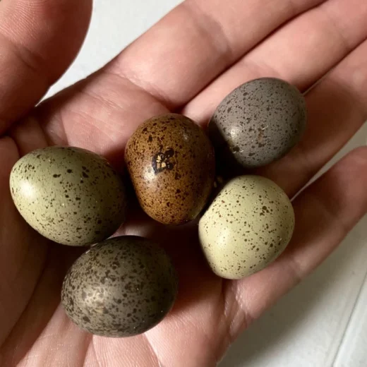 Button Quail Chinese Painted Quail Hatching Eggs
