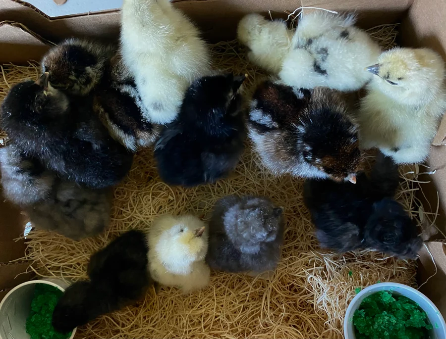 Buy sexed live Fern Egger day-old chicks - Image 2