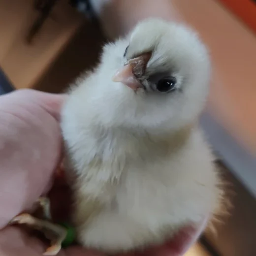 Buy sexed live Fern Egger day-old chicks