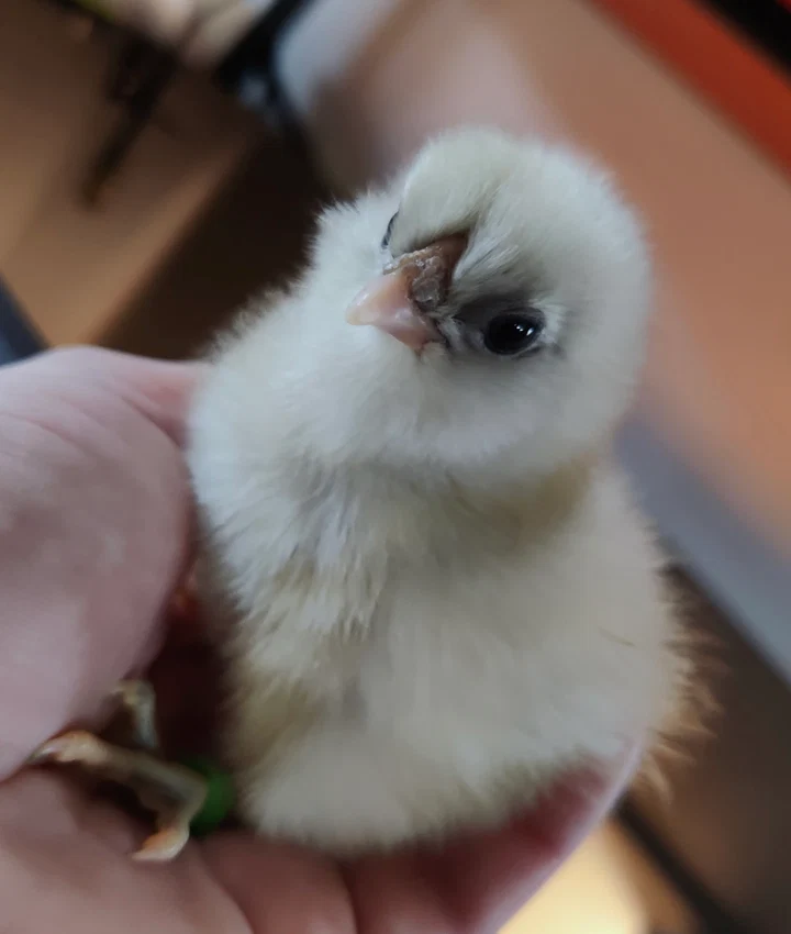 Buy sexed live Fern Egger day-old chicks