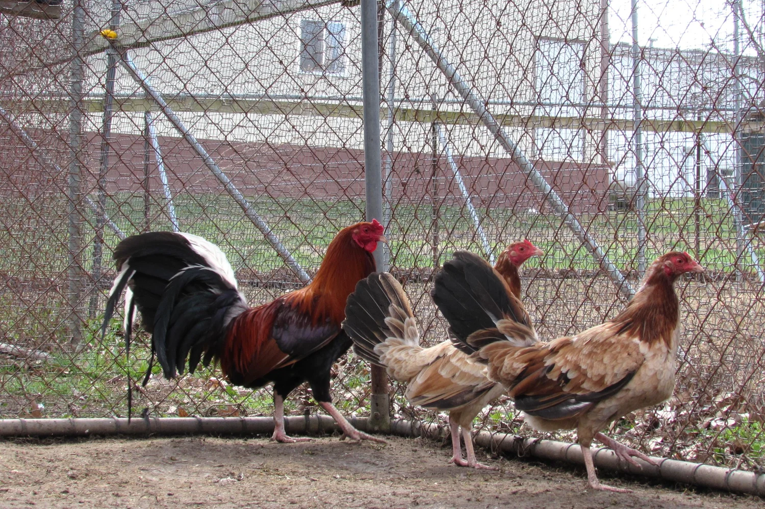 purebred Lacy Roundhead gamefowl roosters - Image 3