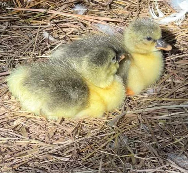 Buy sexed live Sebastopol day-old goslings - Image 2