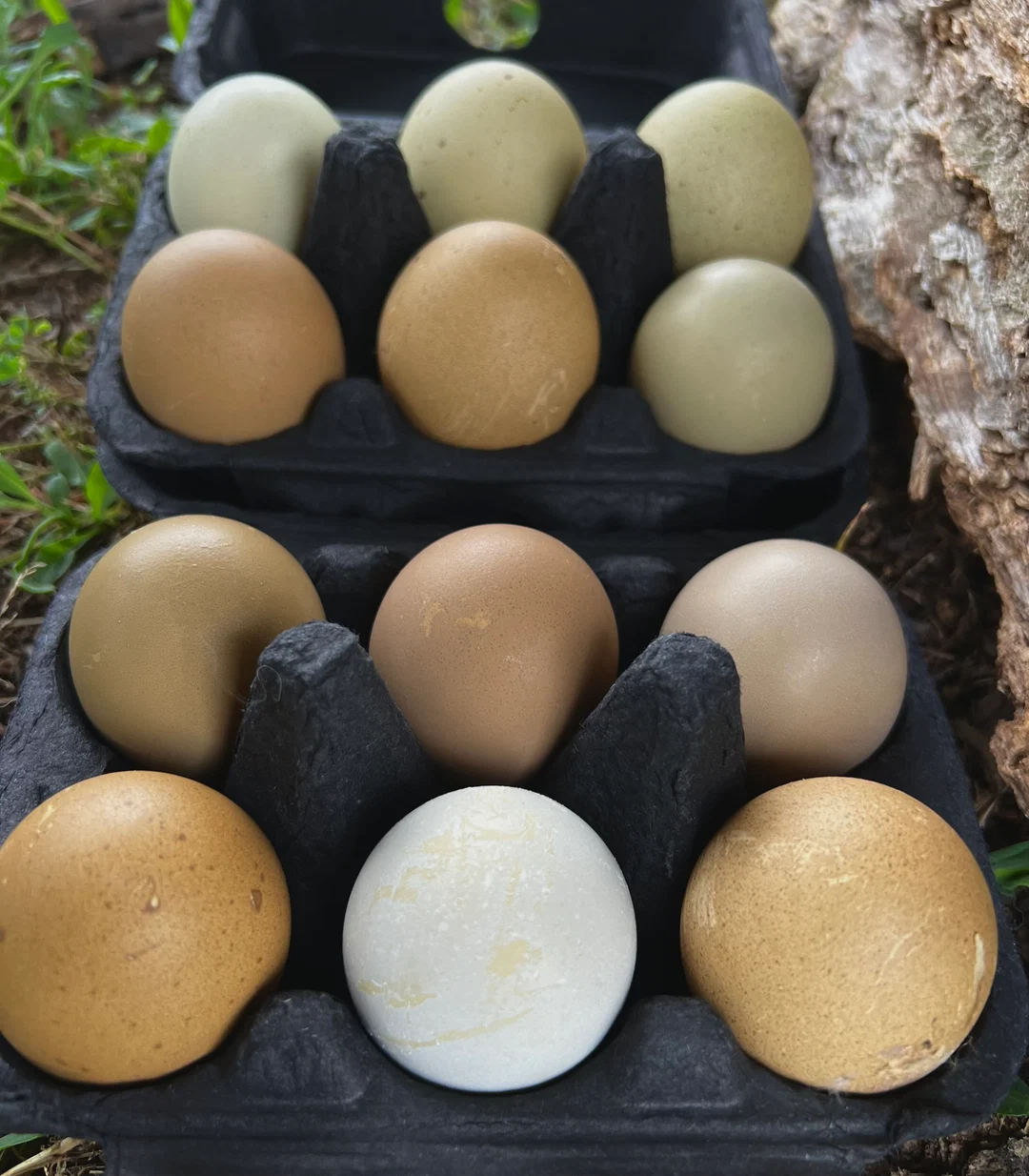 fertile Fern Egger hatching eggs online - Image 2