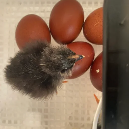 Buy sexed Black Copper Marans day-old chicks
