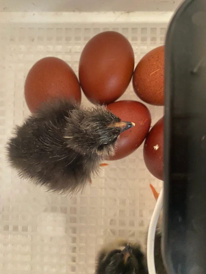 Buy sexed Black Copper Marans day-old chicks