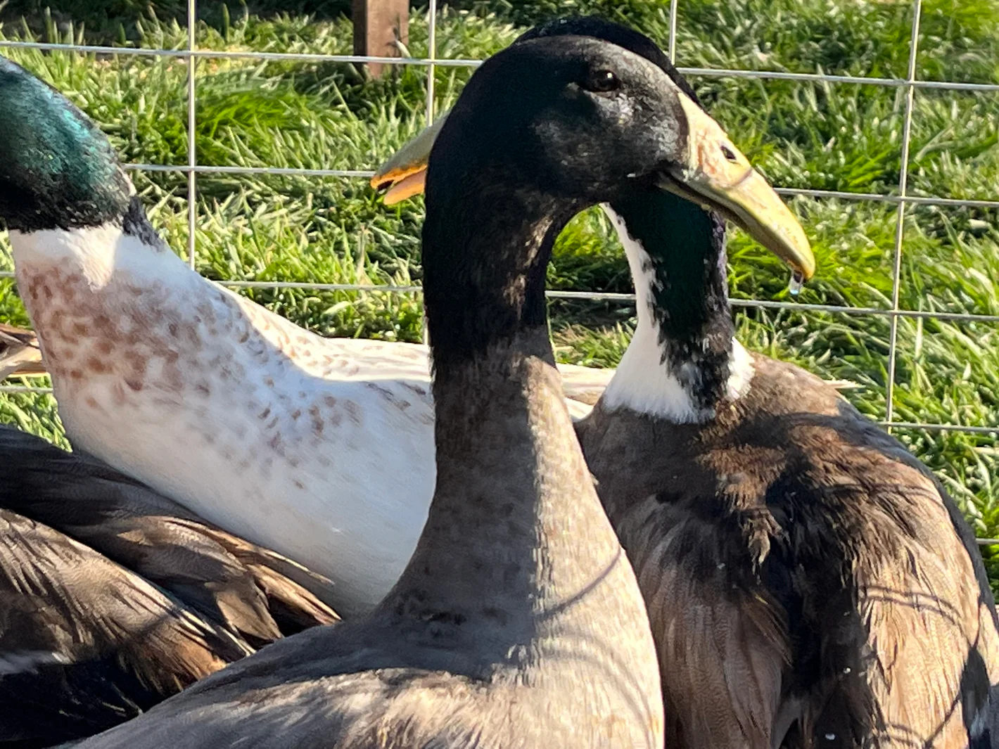 dutch hookbill ducks for sale - Image 5
