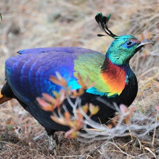 Impeyan Pheasants