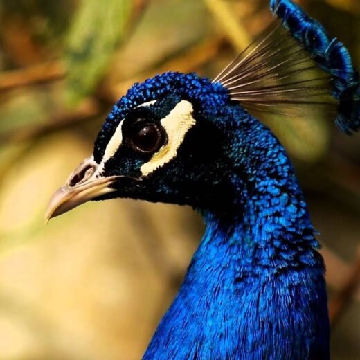 India Blue Peafowl