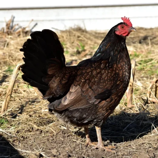 Madigan Claret Hens for Sale