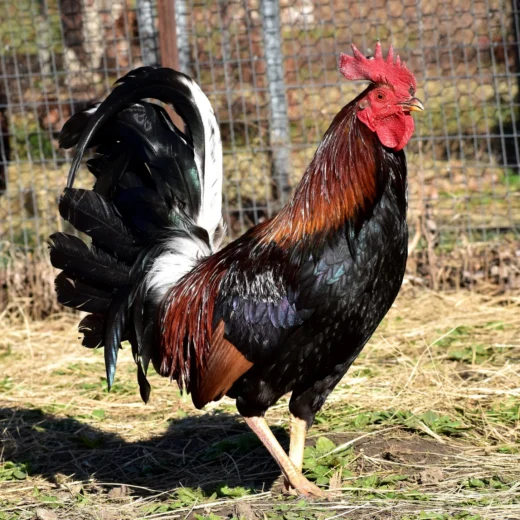 Madigan Claret Cock for Sale