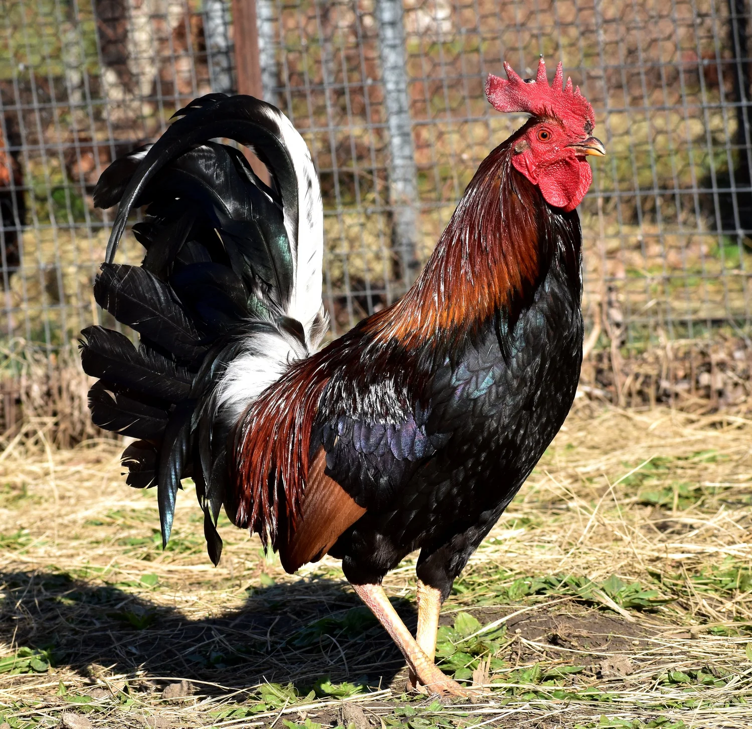 Madigan Claret Cock for Sale