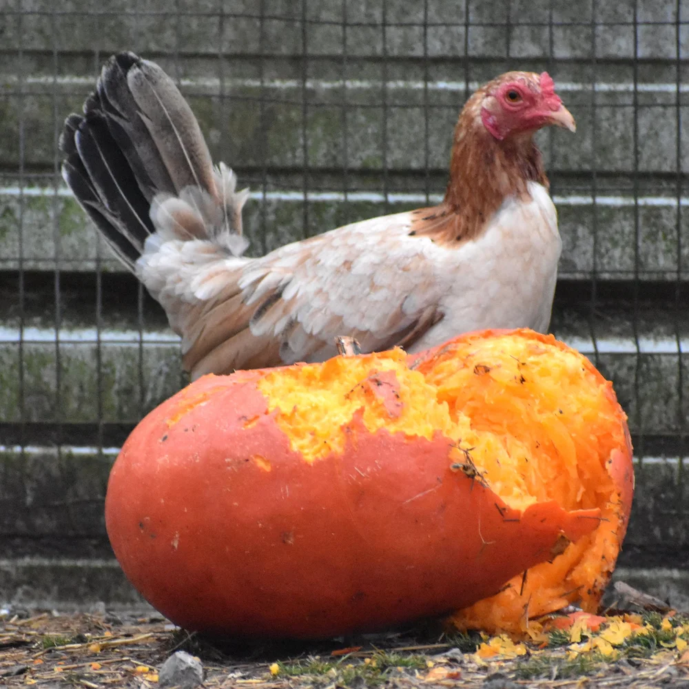 purebred Lacy Roundhead gamefowl roosters - Image 4