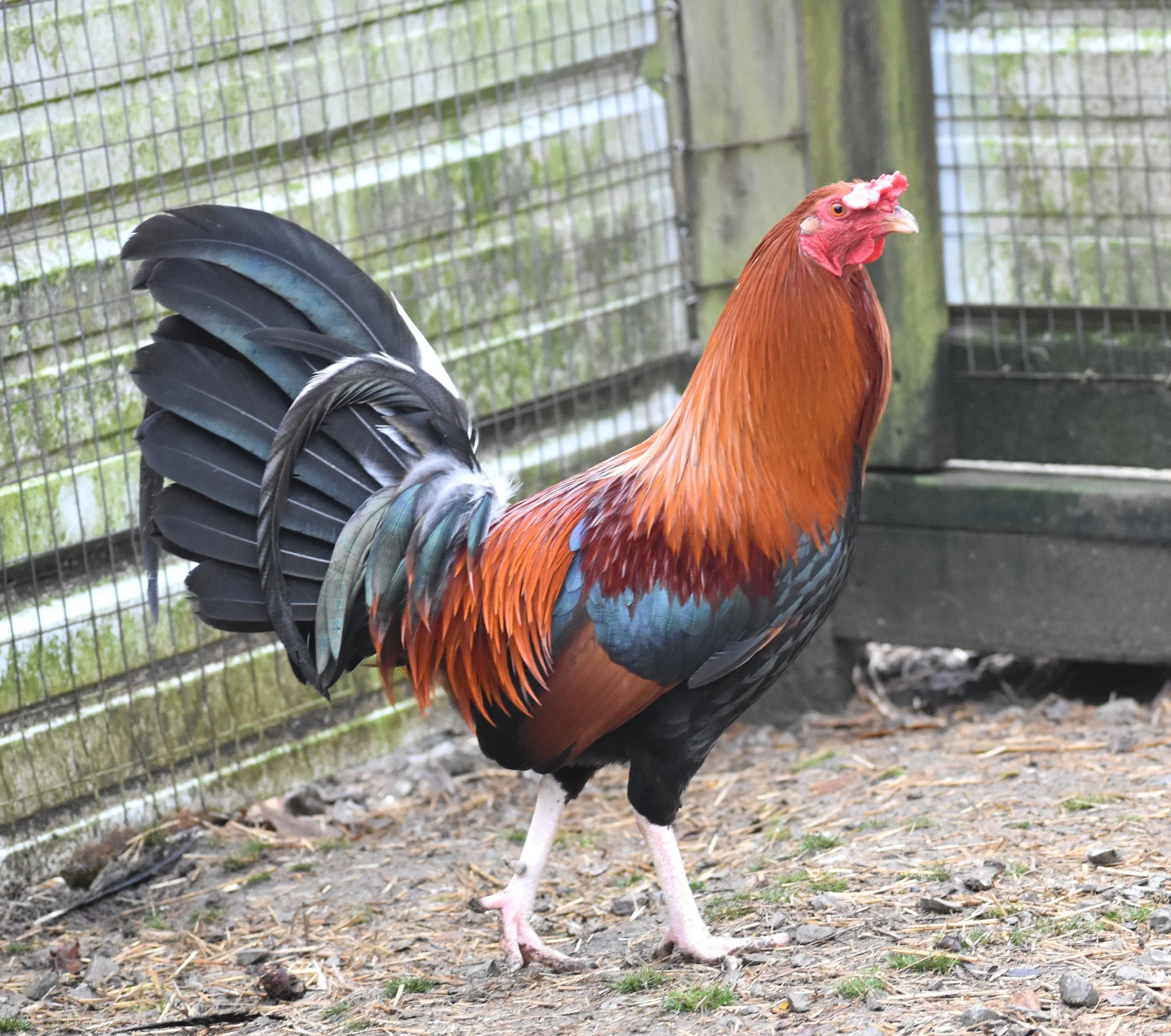 purebred Lacy Roundhead gamefowl roosters - Image 7