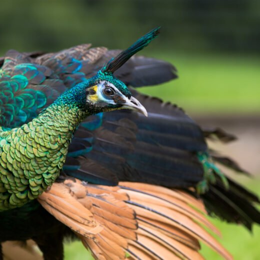 Java Green Peafowl