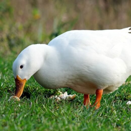 Jumbo Pekin Duck