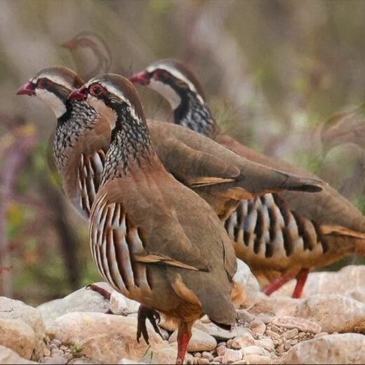 Juvenile Barbary Partridge