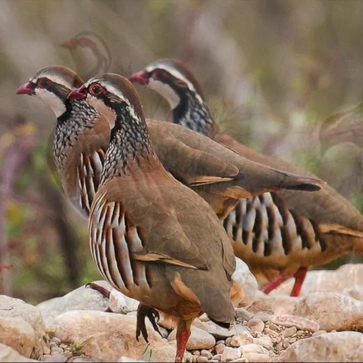 Juvenile Barbary Partridge