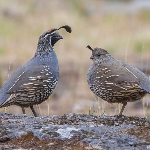 Juvenile Blue Scale Quail